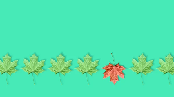 Unique red leaf among many green leaves isolated on blue or mint background.