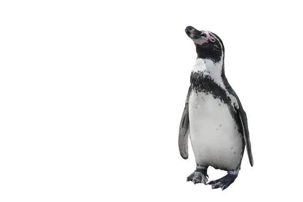 Pinguim de pé engraçado comprimento total isolado em branco . — Fotografia de Stock