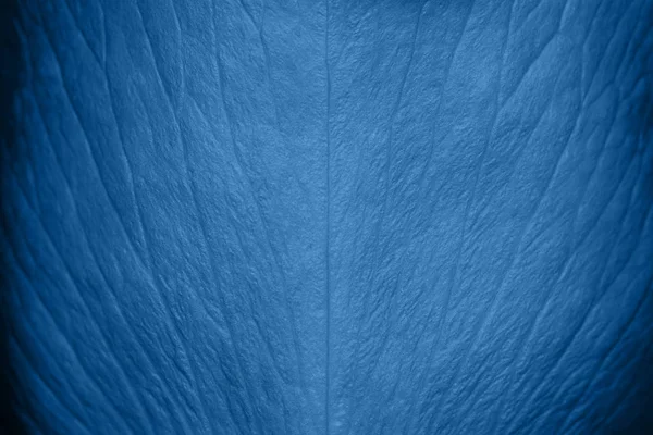 Tender beautiful rose petal texture. Blue rose petal close up. Macro photo of natural rose petal texture. Rose petal background. Trendy Banner with color of the year 2020