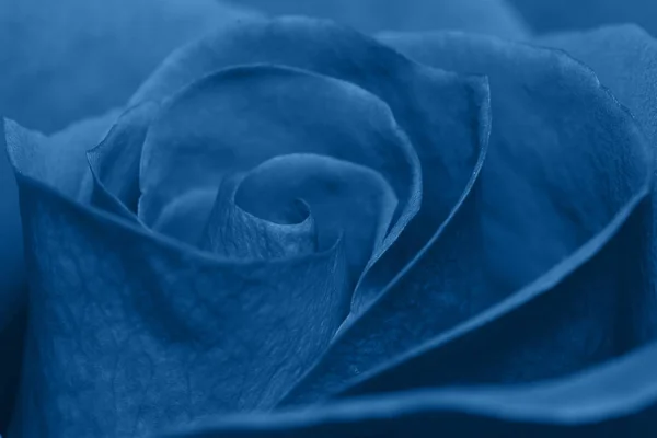 Vibrante flor de rosa azul fresco de cerca. Rose cabeza macro foto fondo. Enfoque profundo. Banner de moda con el color del año 2020 —  Fotos de Stock