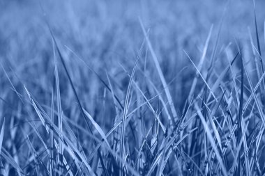 Colored Blue grass background. Blue grass texture for print, web use, posters and banners. clipart