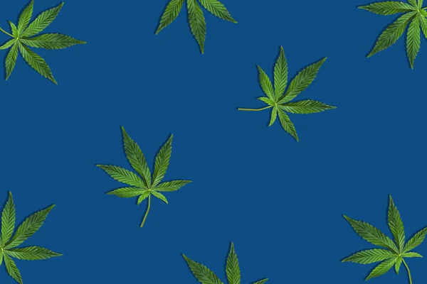 Hampa eller cannabisblad isolerade på vit bakgrund. Topputsikt, Flat Lay. Mall eller mock up. — Stockfoto