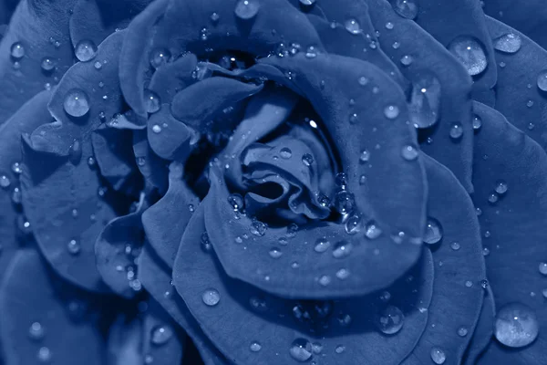 Vibrante fresco azul rosa flor de perto . — Fotografia de Stock
