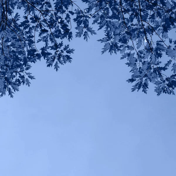 Foglie blu e sfondo cielo. Foglie blu e sfondo cielo blu chiaro perfetto per carte e citazione . — Foto Stock