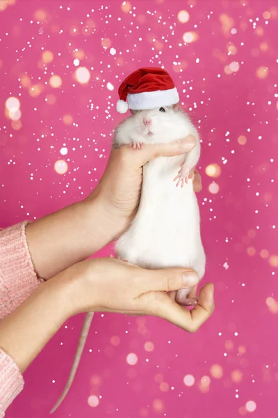 Las manos femeninas sostienen una rata gris divertida en el sombrero rojo de Santa Claus sobre fondo rosa . — Foto de Stock