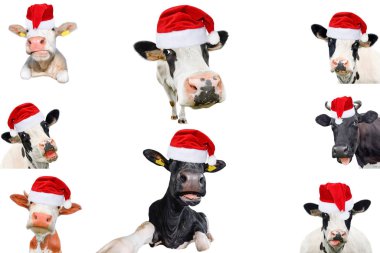 İzole edilmiş ineklerin, boğaların ve beyaz arka planda sığırların kolajı. Yeni yıl ya da Noel hayvanları konsepti.