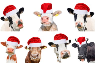 İzole edilmiş ineklerin, boğaların ve beyaz arka planda sığırların kolajı. Yeni yıl ya da Noel hayvanları konsepti.
