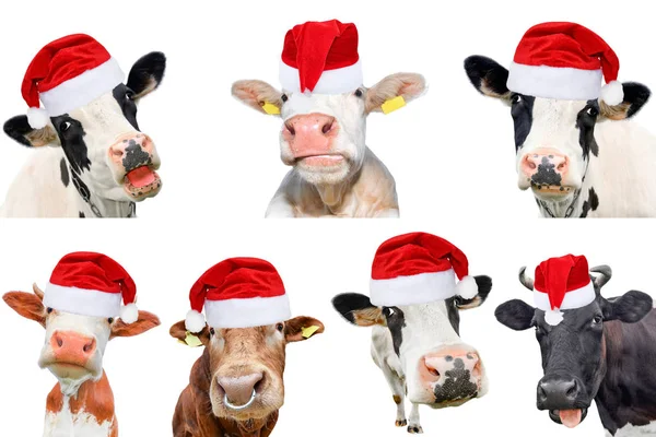 İzole edilmiş ineklerin, boğaların ve beyaz arka planda sığırların kolajı. Yeni yıl ya da Noel hayvanları konsepti.