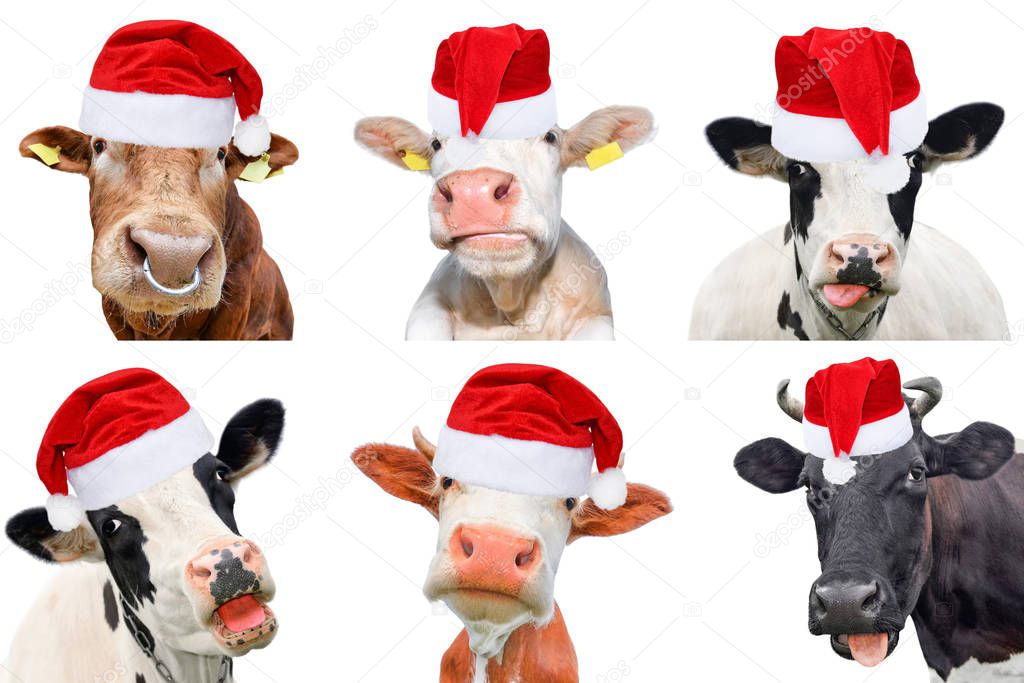 Collage of isolated cows, bulls and cattles on white background. New year or christmas animals concept.