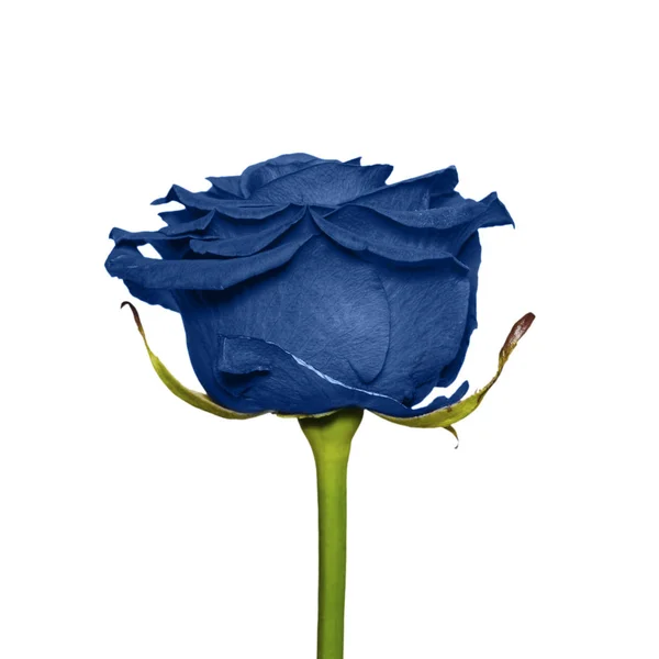 Růže květinová hlava Trendy tónované v klasické modré - barva roku 2020 — Stock fotografie
