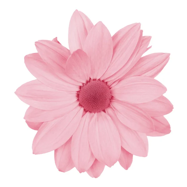 Roze madeliefje, kamille of chrysant macro foto geïsoleerd . — Stockfoto