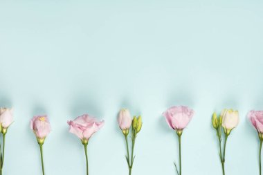 Güzel pembe Eustoma dalları açık mavi arkaplanda yatıyordu..