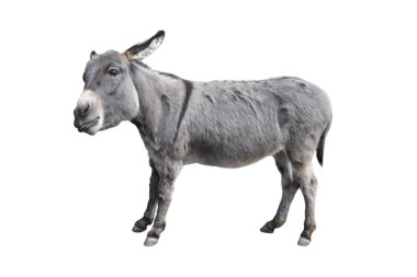Eşeğin boyu beyazdan izole edilmiş. Komik pofuduk gri eşek kameraya bakıyor. Çiftlik hayvanları.