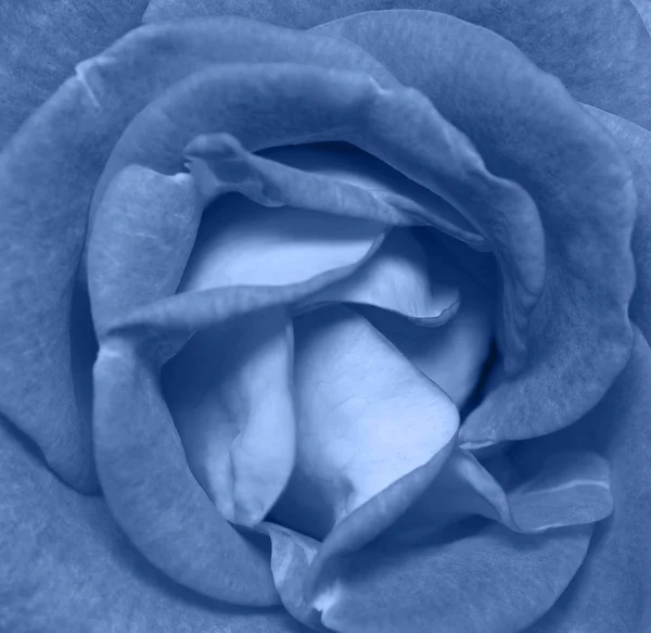 Rose květinová hlava zblízka. — Stock fotografie