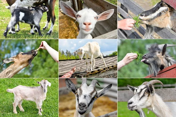 Grappige geiten en kleine kinderen grazen op de boerderij — Stockfoto