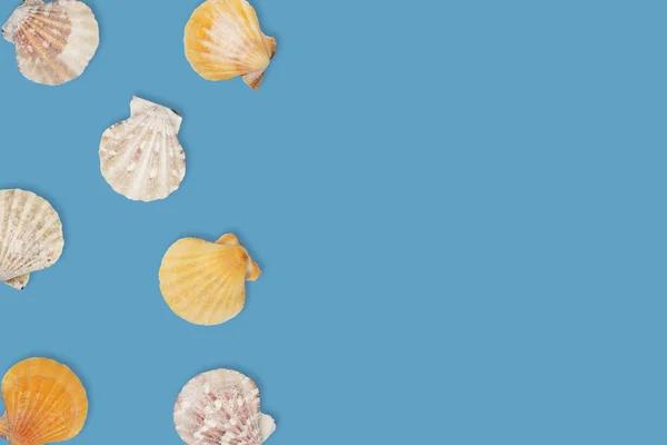 Sea pattern with sea shells, top view, flat lay. Summer concept. Different sea shells on blue background.