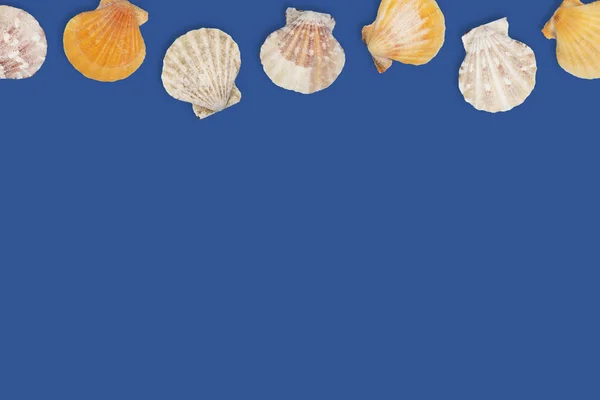 Sea pattern with sea shells, top view, flat lay. Summer concept. Different sea shells on blue background.