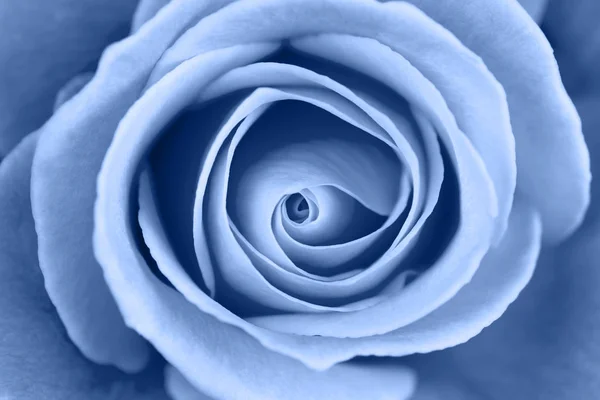 Zblízka se zvedla zářivá svěží modrá barva. Pozadí makra hlavy růže. — Stock fotografie