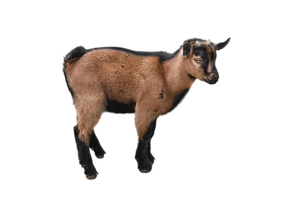 Brown kid Goat standing full length isolated on white. Funny female goat kid close up. — 스톡 사진