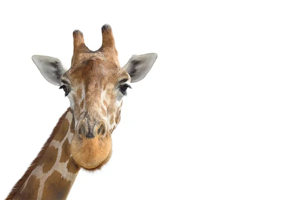 Портрет молодого смішного жирафа, що стоїть крупним планом на білому тлі . — стокове фото