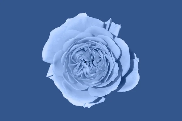 Světle modrá růže květinová hlava na hlubokém modrém pozadí. — Stock fotografie