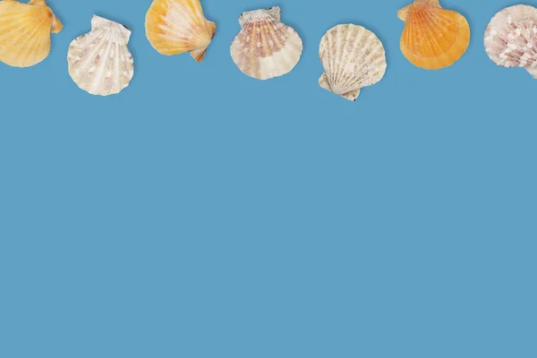 Sea pattern with sea shells, top view, flat lay. Summer concept. Different sea shells on blue background.