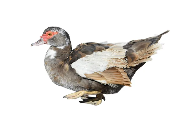 Pato doméstico isolado sobre fundo branco. Aves aquáticas agrícolas — Fotografia de Stock
