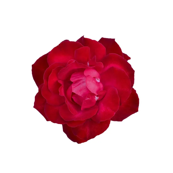 Karmínově červená růžová hlava izolovaná na bílém. — Stock fotografie