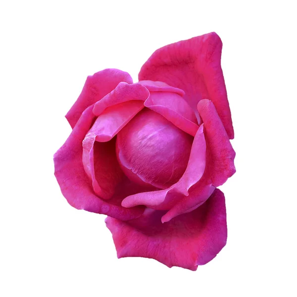 Gorgeous pink rose head isolated on white. Beautiful Crimson rose flower. — Stock fotografie