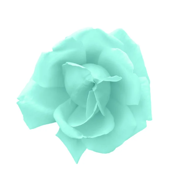 Jemná akvamarínová růžová hlava izolovaná na bílém. Krásná modrá růže květiny. — Stock fotografie