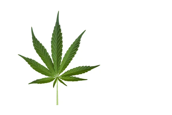 Hoja de cannabis o cáñamo aislada sobre fondo blanco. Copiar espacio — Foto de Stock