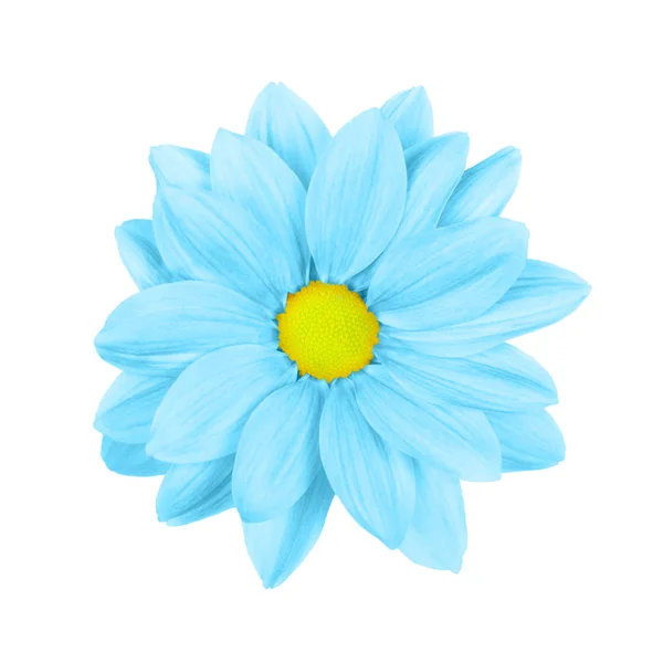 Margherita azzurra, camomilla o crisantemo macro foto isolata su sfondo bianco . — Foto Stock