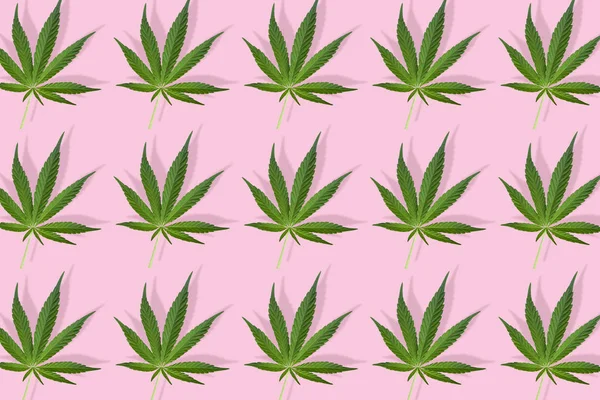 大麻叶子在明亮的粉红色背景上被隔离 绿叶图案背景 草药替代疗法和大麻概念 — 图库照片