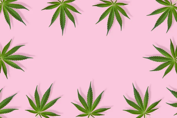 大麻或大麻叶子框架 由大麻叶制成的花正方形框架 背景是粉红色的 模版或模拟版 — 图库照片
