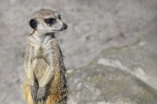 Πολύ Αστείο Πορτραίτο Της Έπαυλης Meerkat Ένα Ξέφωτο Στο Ζωολογικό — Φωτογραφία Αρχείου