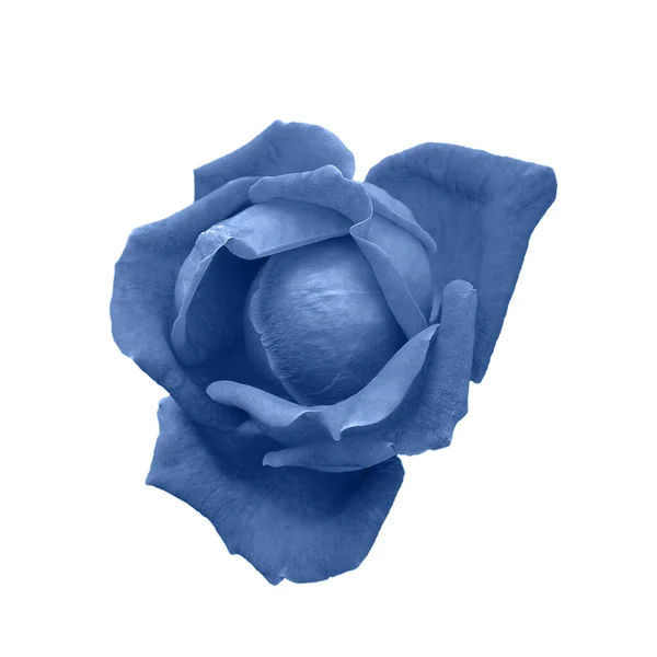 Tête Rose Bleu Profond Isolée Sur Blanc Fleur Rose Bleu — Photo