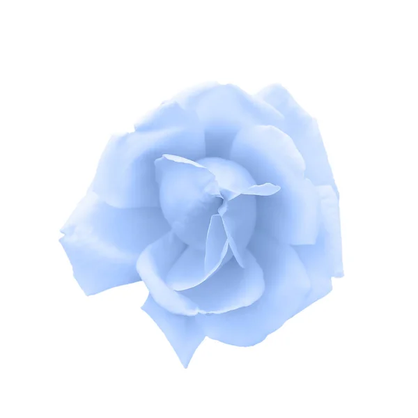 Jemná Světle Modrá Růžová Hlava Izolovaná Bílém Krásná Modrá Růže — Stock fotografie