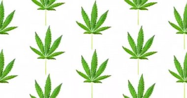 Kenevir yaprağının canlandırılmış şekli beyaz arka planda izole edilmiş. Üst manzara, düz yatış. 4k animasyon. Yeşil yapraklı desen. Bitkisel alternatif tıp ve esrar kavramı