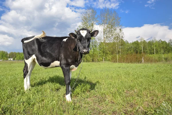 Zwart Wit Kalf Met Grappige Muilkorf Een Lenteweide Jonge Koe — Stockfoto