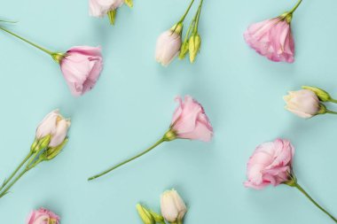 Beyaz ve pembe Eustoma çiçek aranjmanı ya da yumuşak pastel pembe arka planda desen. Çiçek desenli düz üst görünüm