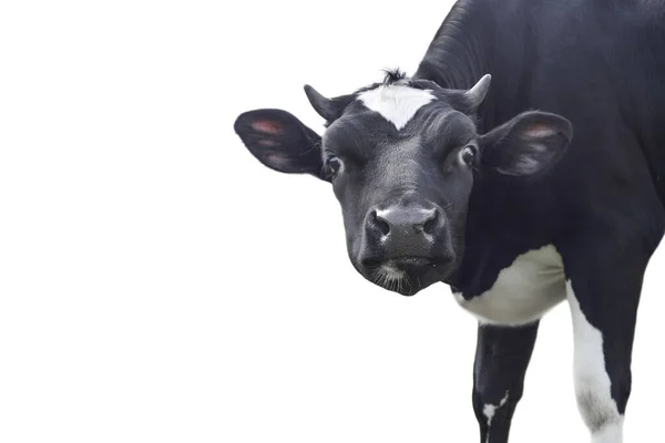 Divertido Lindo Retrato Vaca Negra Aislado Sobre Fondo Blanco Mirando — Foto de Stock