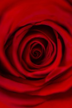 Canlı kıpkırmızı ya da kırmızı gül. Gül kafalı makro fotoğraf arkaplanı. Şablon ya da maket. Üst Manzara. İyice odaklan. Dikey pankart