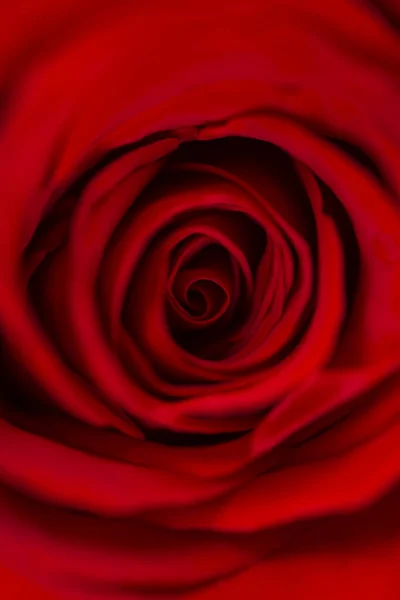 Vibrant Fresh Crimson Red Rose Close Rose Head Macro Photo — Stock Photo, Image