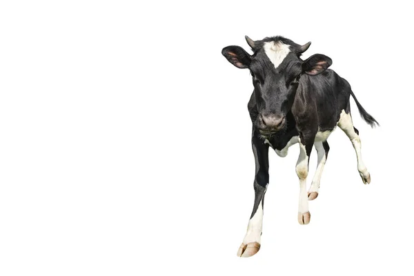 Divertido Manchado Vaca Joven Blanco Negro Longitud Completa Aislado Sobre — Foto de Stock