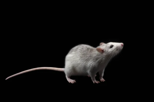 Graue Ratte Isoliert Auf Dunkelschwarzem Hintergrund Nagetier Domestizierte Ratte Voller — Stockfoto