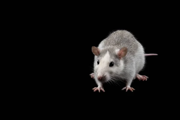 Šedá Krysa Izolovaná Tmavém Černém Pozadí Hlodavec Domesticated Rat Close — Stock fotografie