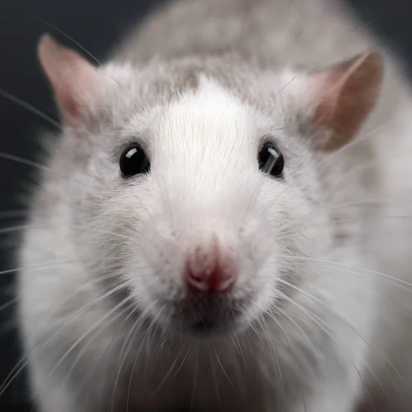 Råttporträtt Nära Håll Sällskapsdjur Rolig Grå Ung Råtta Tittar Rakt — Stockfoto