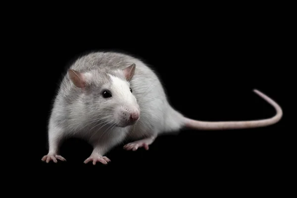 Šedá Krysa Izolovaná Tmavém Černém Pozadí Hlodavec Domesticated Rat Full — Stock fotografie