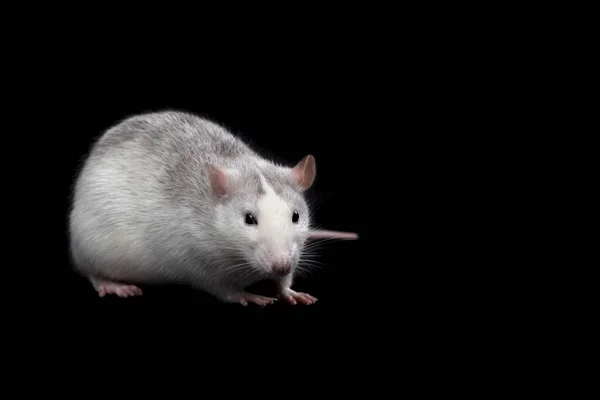 Šedá Krysa Izolovaná Tmavém Černém Pozadí Hlodavec Domesticated Rat Full — Stock fotografie