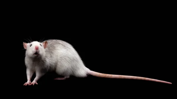 灰鼠在黑暗的黑色背景上被隔离 啮齿动物宠物 家养的老鼠靠得很近 老鼠在看着摄像机 复制空间 — 图库照片